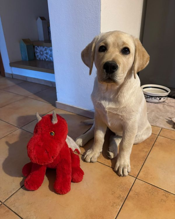 Chovatelská stanice labradorů Polepy u Kolína