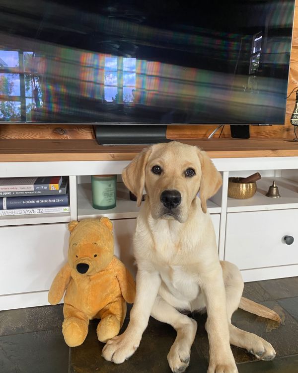 Chovatelská stanice labradorů Polepy u Kolína