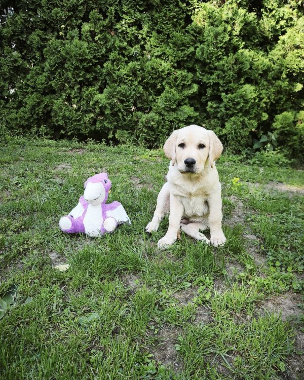 Chovatelská stanice labradorů Polepy u Kolína