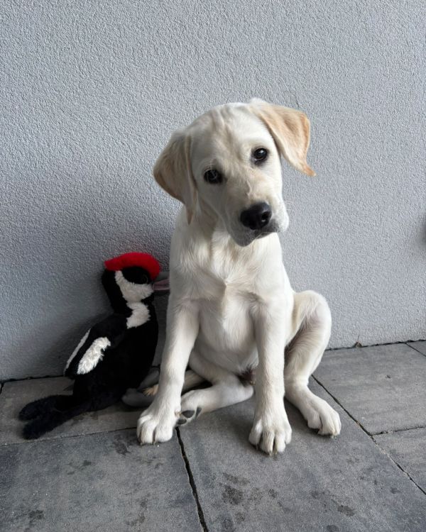 Chovatelská stanice labradorů Polepy u Kolína