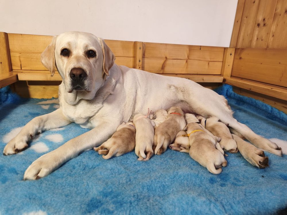 Štěnátka labradorských retrívrů