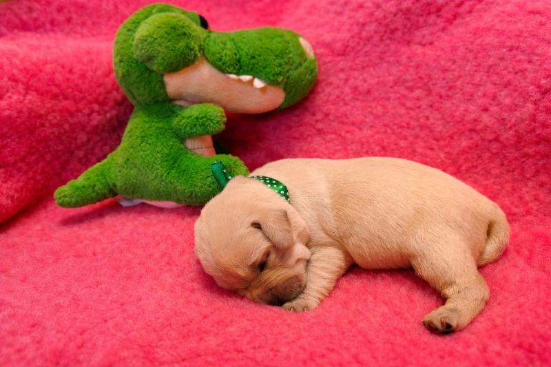 Chovatelská stanice labradorů Polepy u Kolína