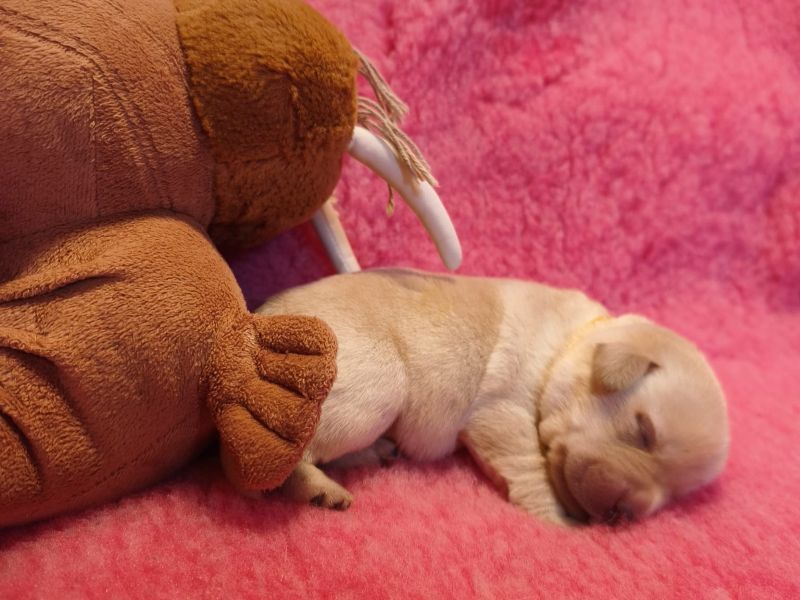Chovatelská stanice labradorů Polepy u Kolína
