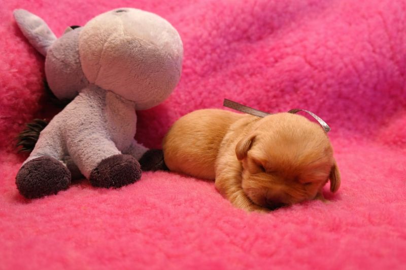 Chovatelská stanice labradorů Polepy u Kolína