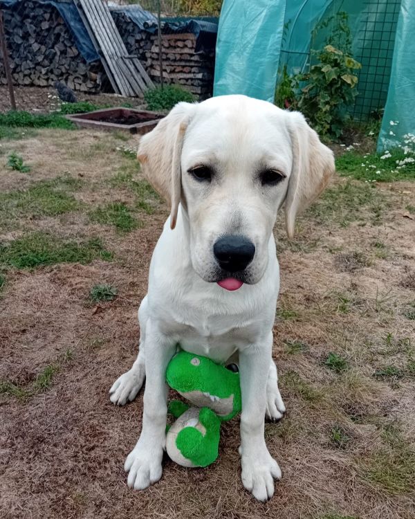 Chovatelská stanice labradorů Polepy u Kolína