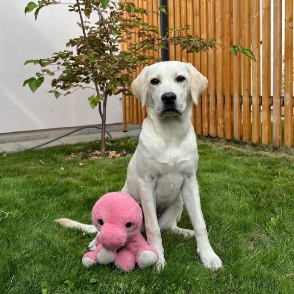 Chovatelská stanice labradorů Polepy u Kolína