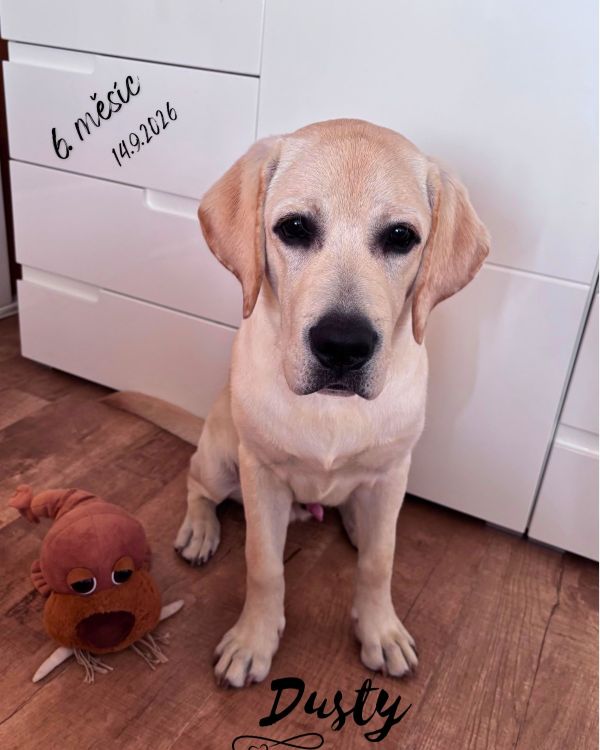 Chovatelská stanice labradorů Polepy u Kolína