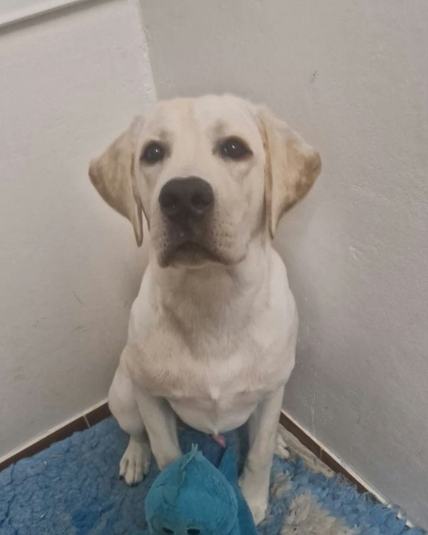 Chovatelská stanice labradorů Polepy u Kolína