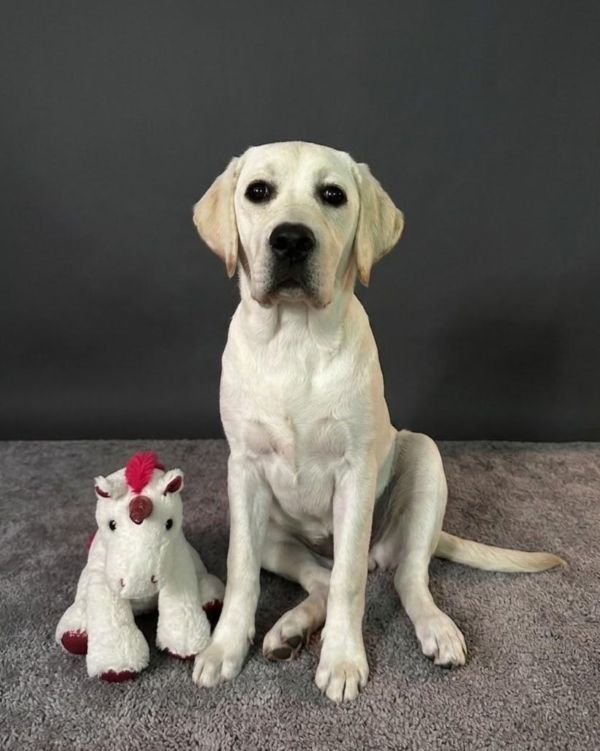 Chovatelská stanice labradorů Polepy u Kolína