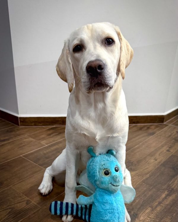 Chovatelská stanice labradorů Polepy u Kolína