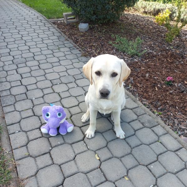 Chovatelská stanice labradorů Polepy u Kolína
