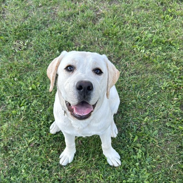Chovatelská stanice labradorů Polepy u Kolína