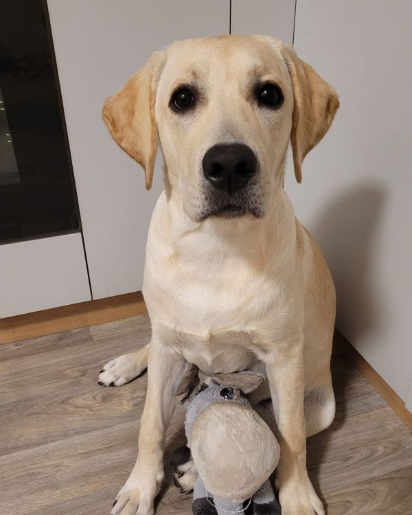 Chovatelská stanice labradorů Polepy u Kolína