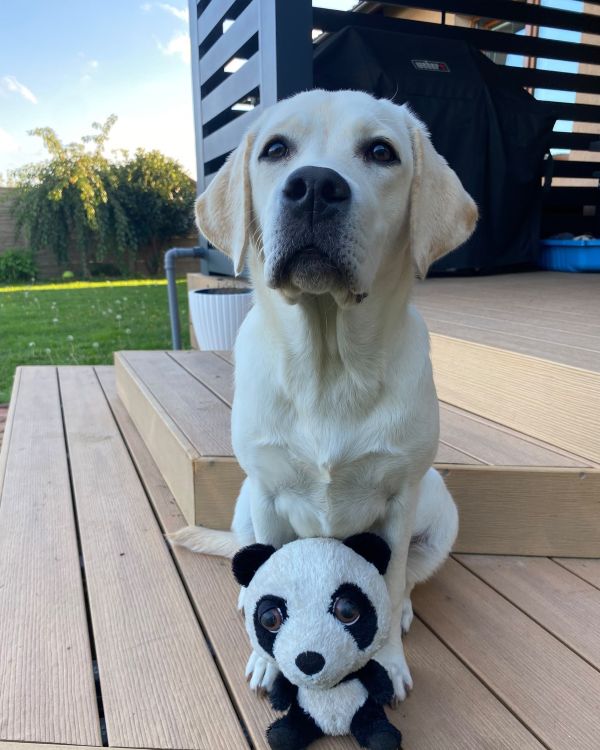 Chovatelská stanice labradorů Polepy u Kolína