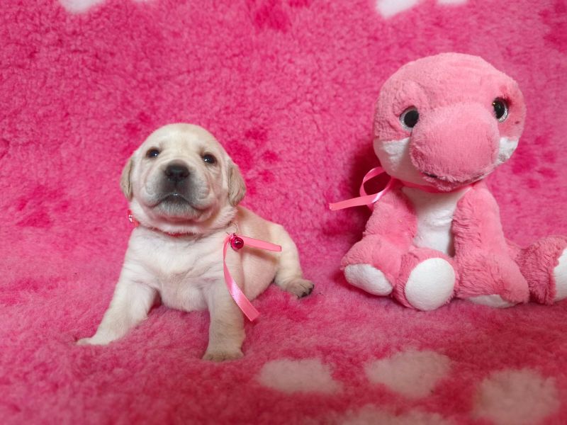 Chovatelská stanice labradorů Polepy u Kolína