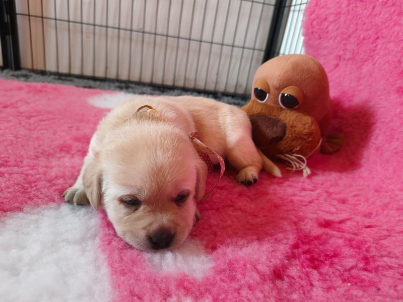 Chovatelská stanice labradorů Polepy u Kolína