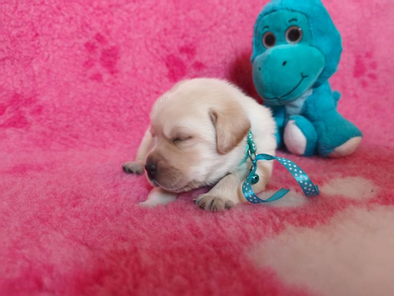 Chovatelská stanice labradorů Polepy u Kolína