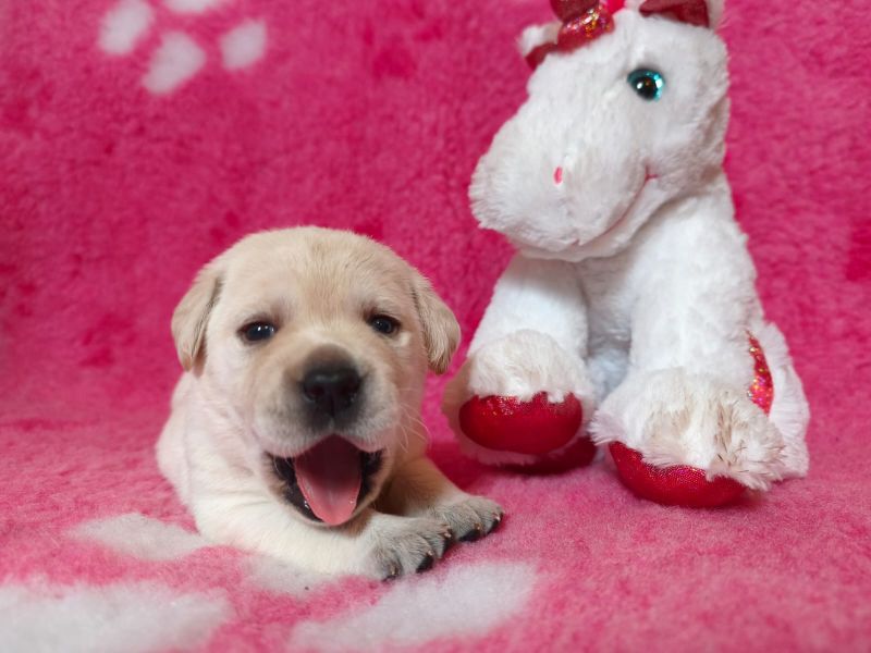 Chovatelská stanice labradorů Polepy u Kolína