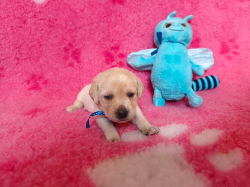 Chovatelská stanice labradorů Polepy u Kolína