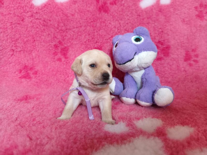 Chovatelská stanice labradorů Polepy u Kolína