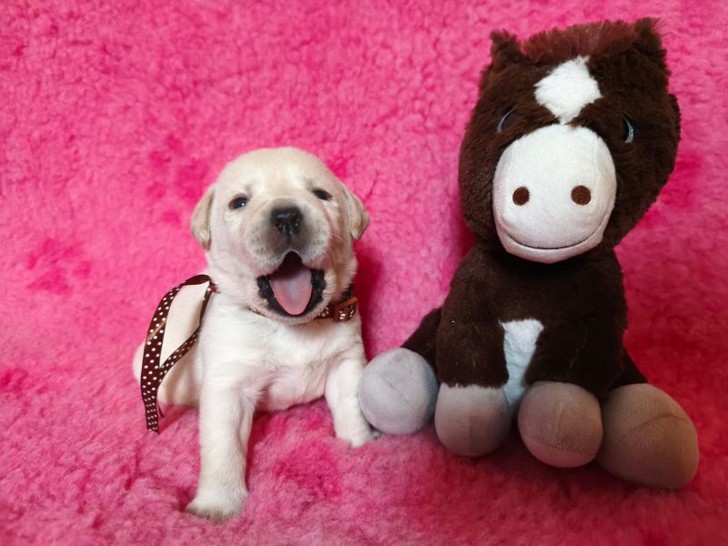 Chovatelská stanice labradorů Polepy u Kolína