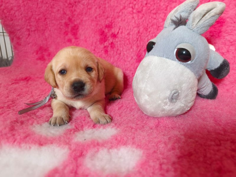 Chovatelská stanice labradorů Polepy u Kolína