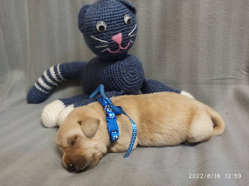 Chovatelská stanice labradorů Polepy u Kolína
