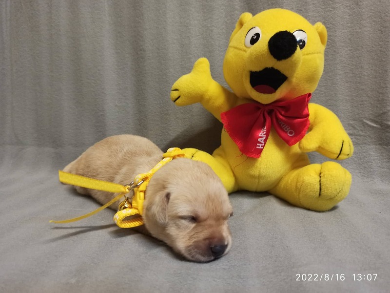 Chovatelská stanice labradorů Polepy u Kolína