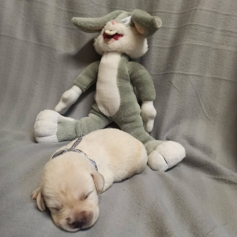 Chovatelská stanice labradorů Polepy u Kolína