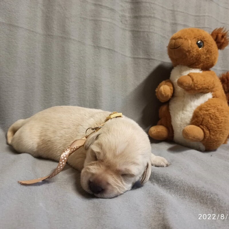Chovatelská stanice labradorů Polepy u Kolína
