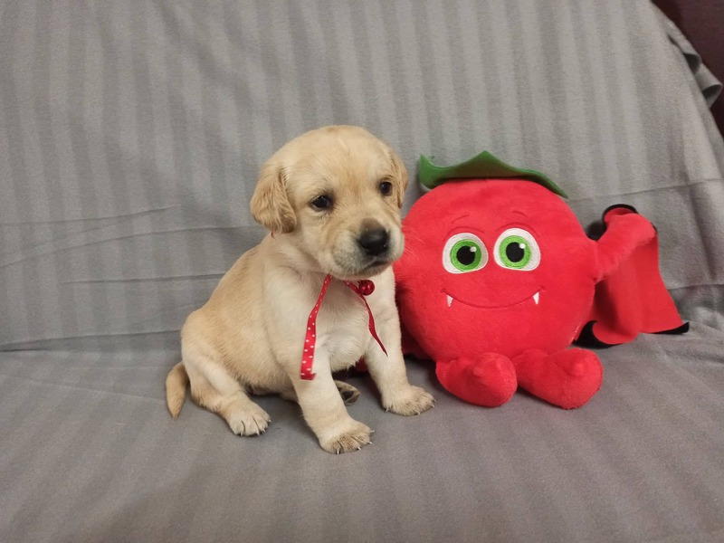 Chovatelská stanice labradorů Polepy u Kolína