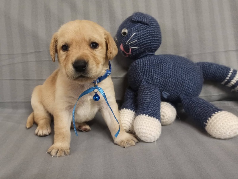 Chovatelská stanice labradorů Polepy u Kolína
