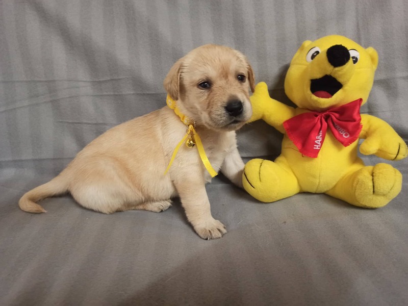 Chovatelská stanice labradorů Polepy u Kolína