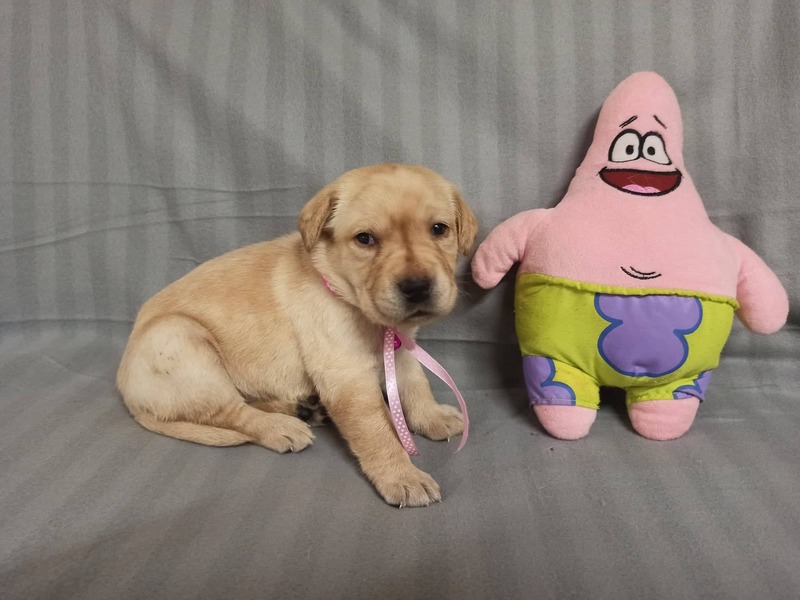Chovatelská stanice labradorů Polepy u Kolína