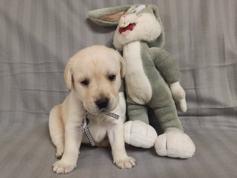 Chovatelská stanice labradorů Polepy u Kolína