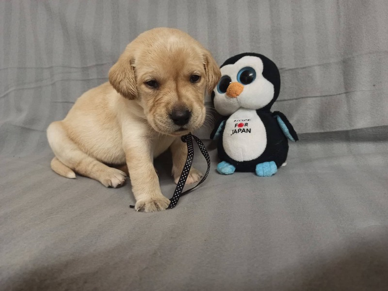Chovatelská stanice labradorů Polepy u Kolína
