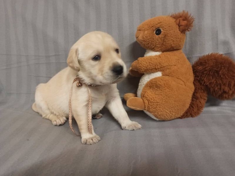 Chovatelská stanice labradorů Polepy u Kolína