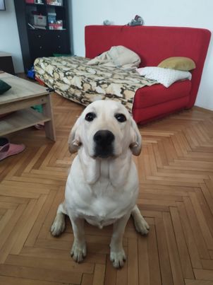 Chovatelská stanice labradorů Polepy u Kolína