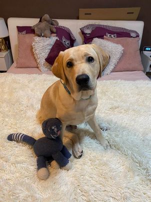 Chovatelská stanice labradorů Polepy u Kolína