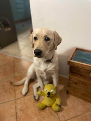 Chovatelská stanice labradorů Polepy u Kolína
