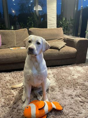 Chovatelská stanice labradorů Polepy u Kolína