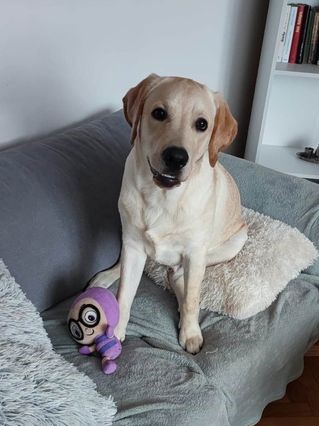 Chovatelská stanice labradorů Polepy u Kolína