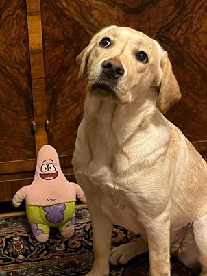 Chovatelská stanice labradorů Polepy u Kolína