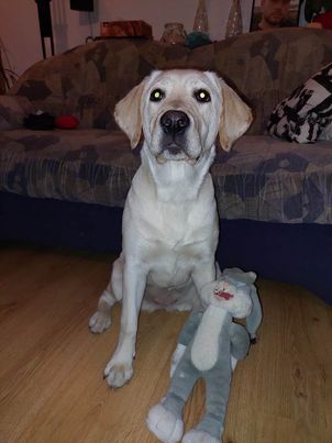 Chovatelská stanice labradorů Polepy u Kolína