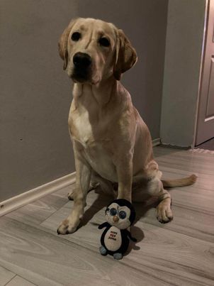 Chovatelská stanice labradorů Polepy u Kolína