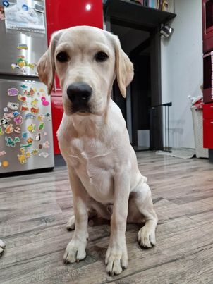 Chovatelská stanice labradorů Polepy u Kolína