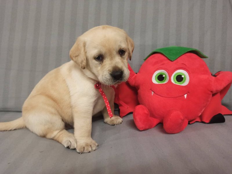 Chovatelská stanice labradorů Polepy u Kolína