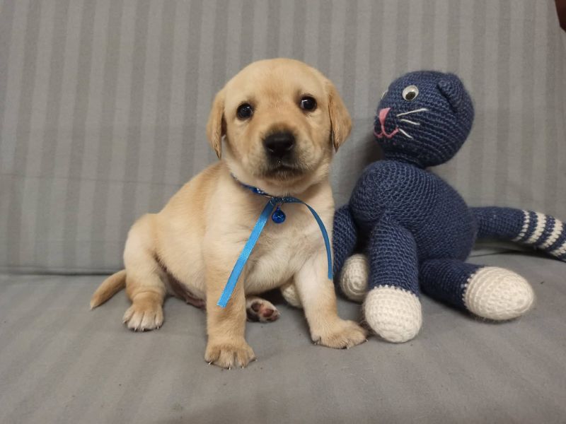 Chovatelská stanice labradorů Polepy u Kolína