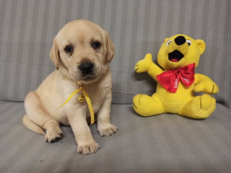 Chovatelská stanice labradorů Polepy u Kolína