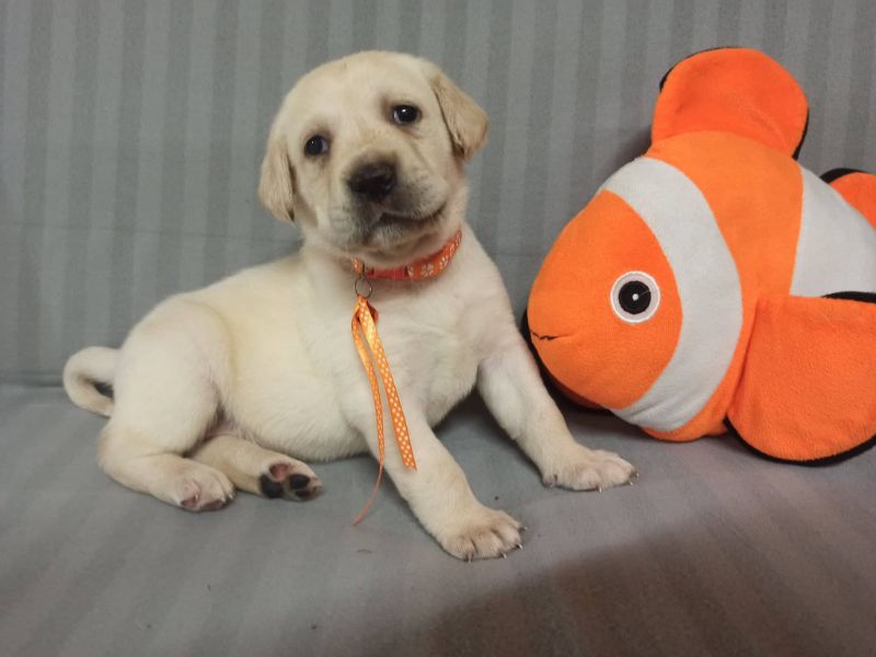 Chovatelská stanice labradorů Polepy u Kolína
